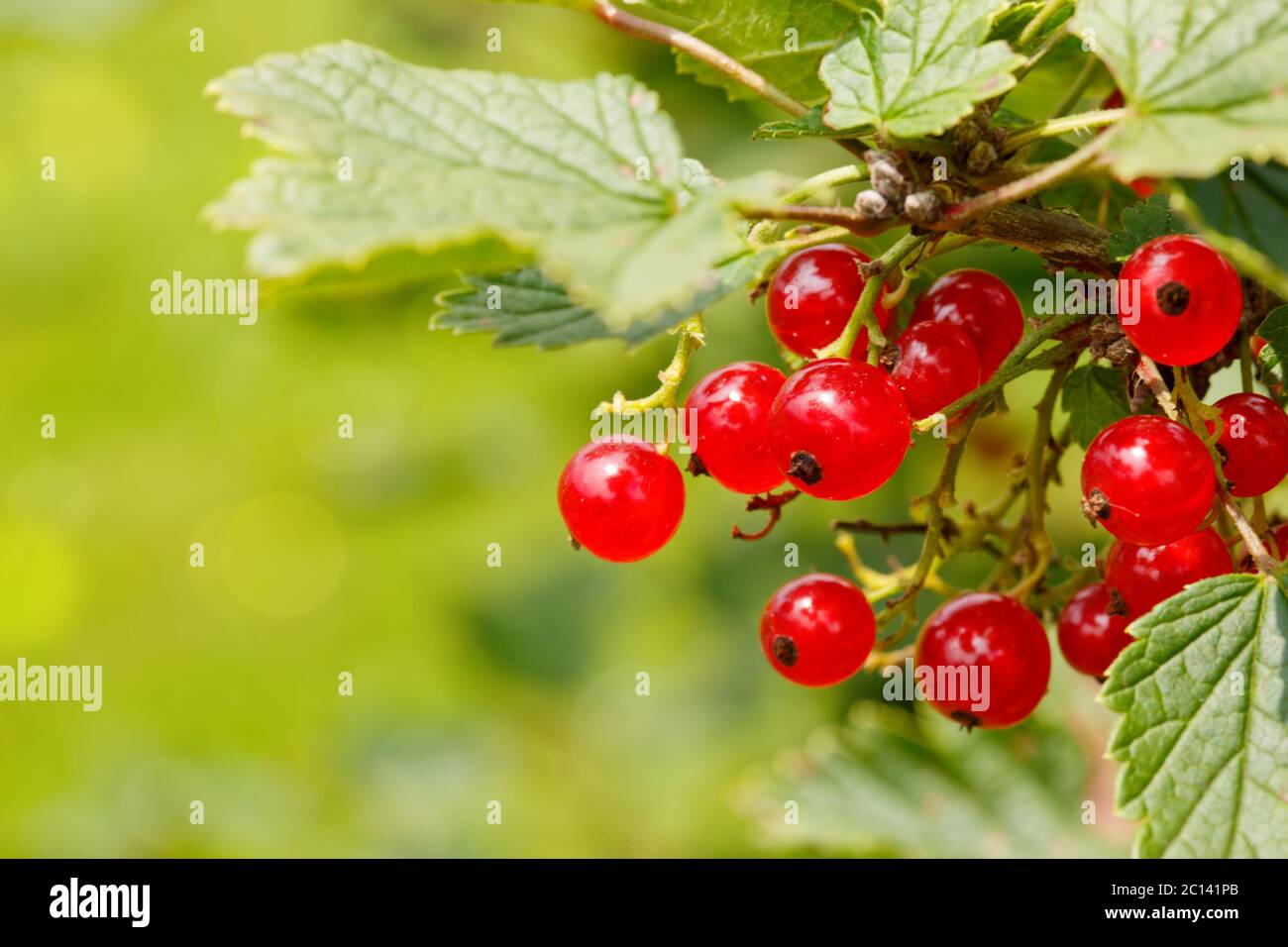 Reife rote Johannisbeeren im Garten, selektiver Fokus . Stockfoto