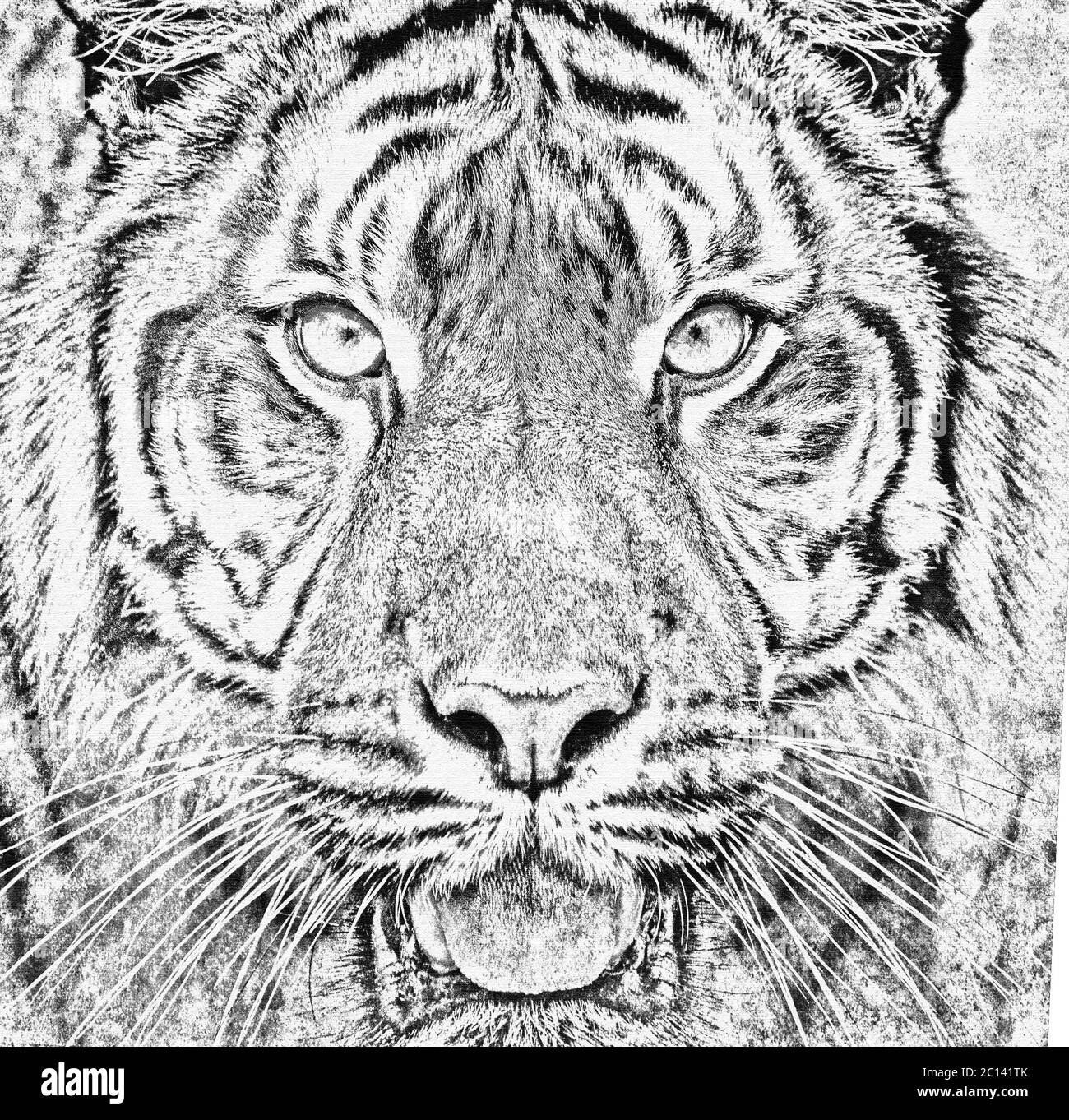 Sumatra Tiger, Panthera tigris sumatrae Stockfoto