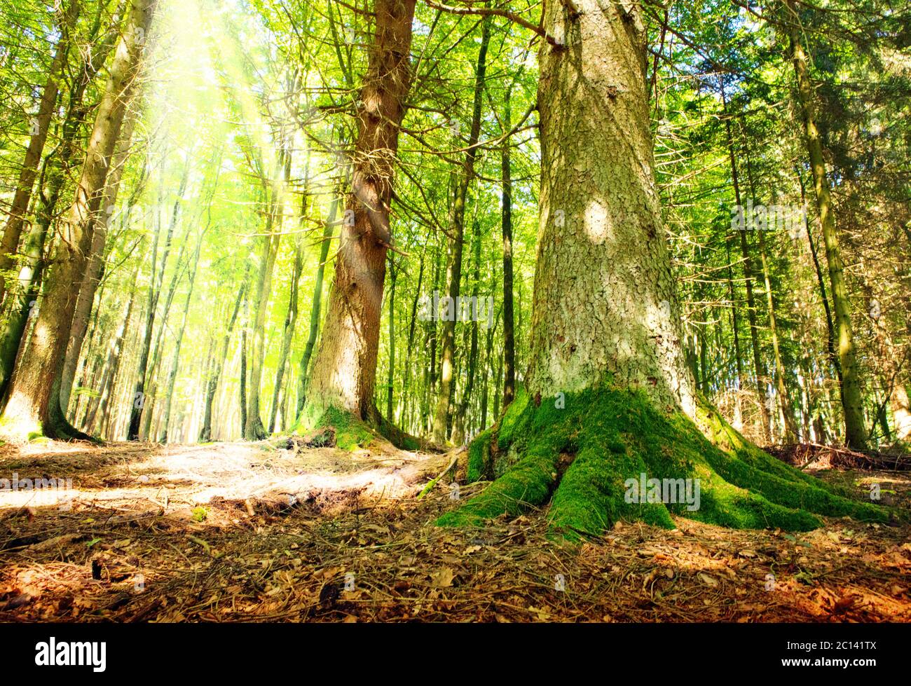 Sonnenlicht in den grünen Wald. Stockfoto