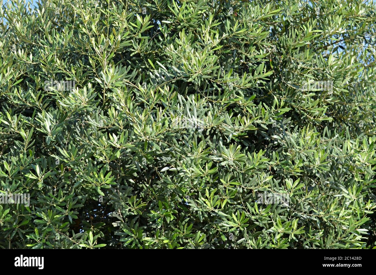 Das Laub des Olivenbaums in der Nähe Stockfoto