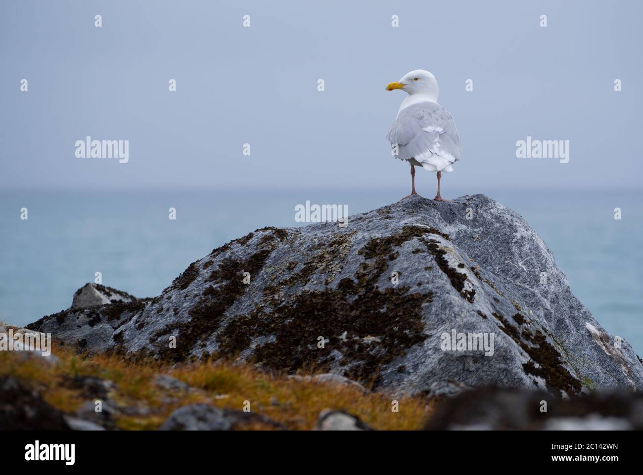 Wassermöwe auf einem Felsen auf Spitzbergen. Moos im Vordergrund und der Fjord im Hintergrund. Stockfoto