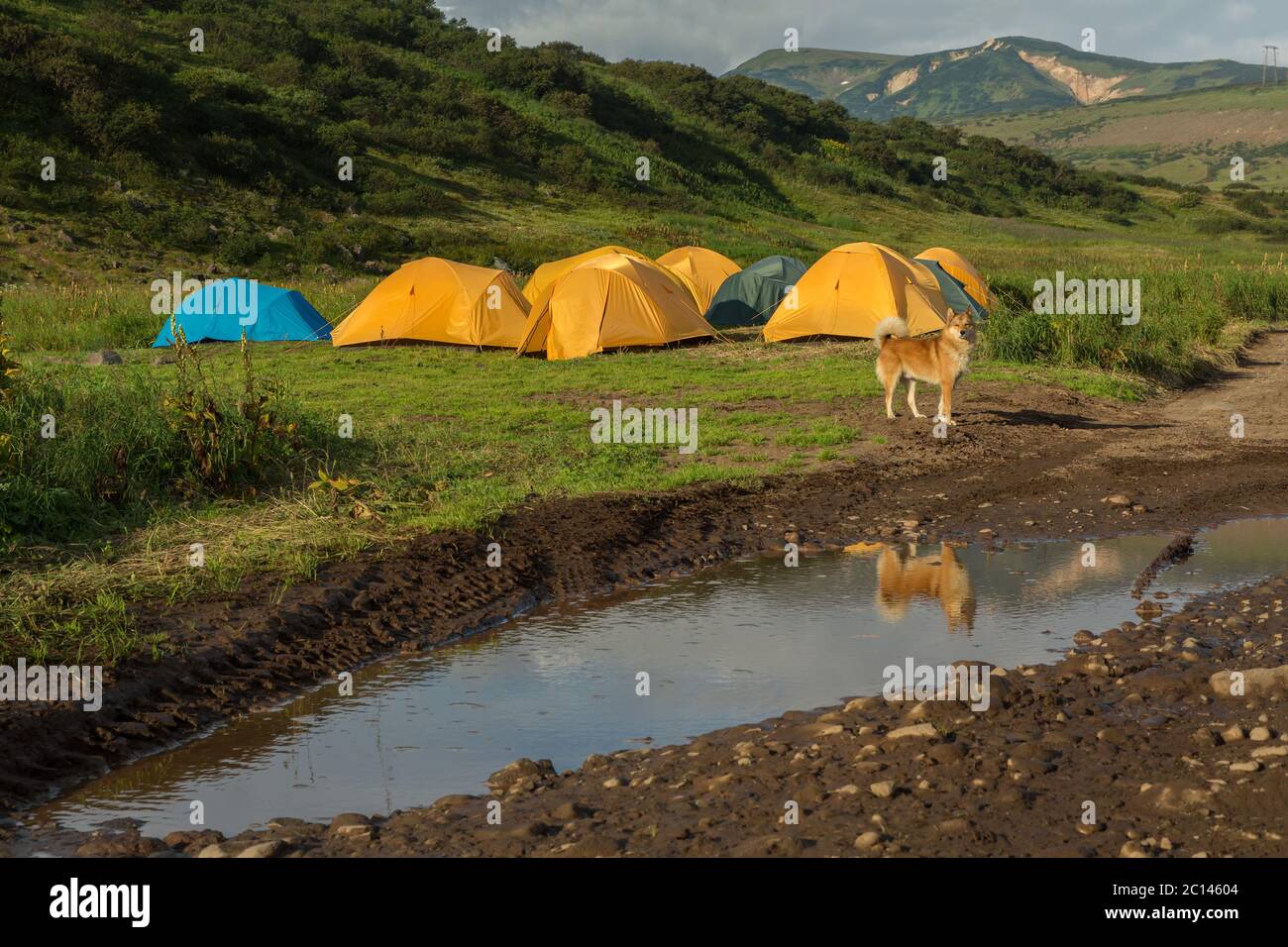 Hund, die Bewachung des Lagers in Brookvalley Spokoyny am Fuße des äußeren nordöstlichen Hang des Caldera Vulkans Goreli. Stockfoto