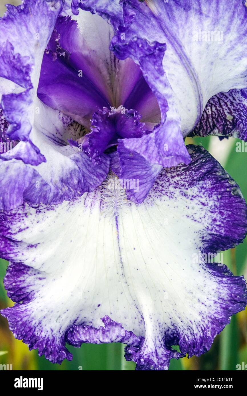 Hohe bärtige Iris „Charleston“ Stockfoto