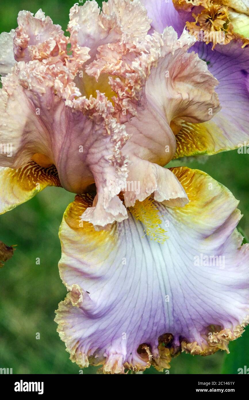 Hoher bärtiger Iris-Bart „Fairy's Prom Dress“ in Pastellfarben im Juni Stockfoto
