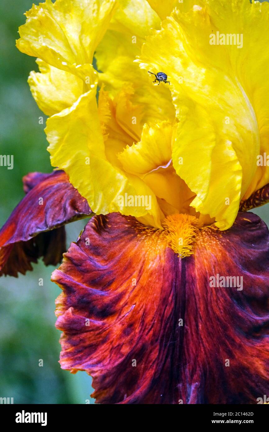 Hohe bärtige Iris Fiesta Zeit Iris Blume Gold Stockfoto