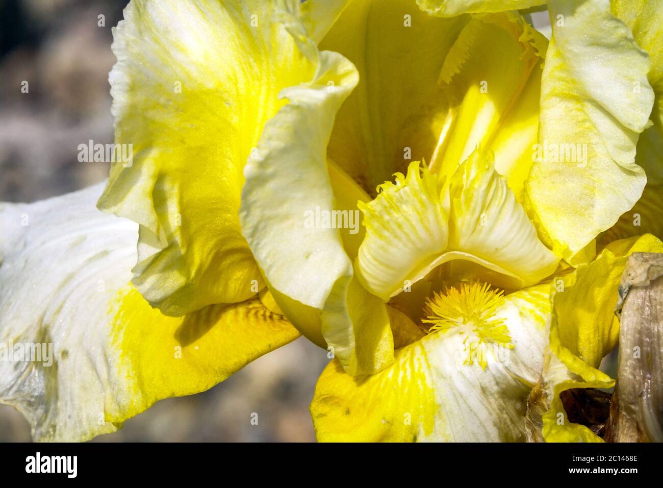 Hohe bärtige Iris-Brautkrone Stockfoto