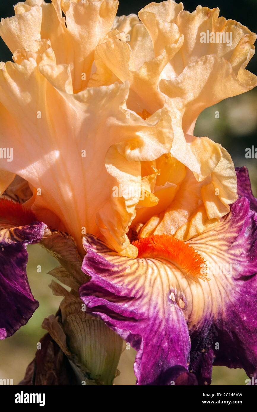 Die große bärtige Iris stampft „Jazz Smile“, eine attraktive Aprikosenblüte Stockfoto