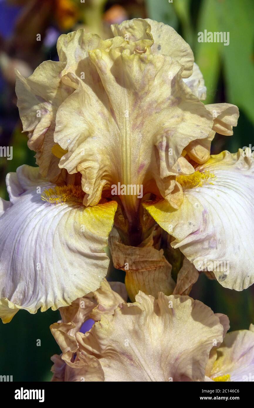 Große bärtige Iris cremefarbene Blüten Stockfoto