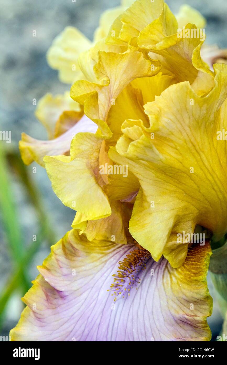 Beige blassgelb hohe bärtige Irisblume „Alfa Project“ Stockfoto