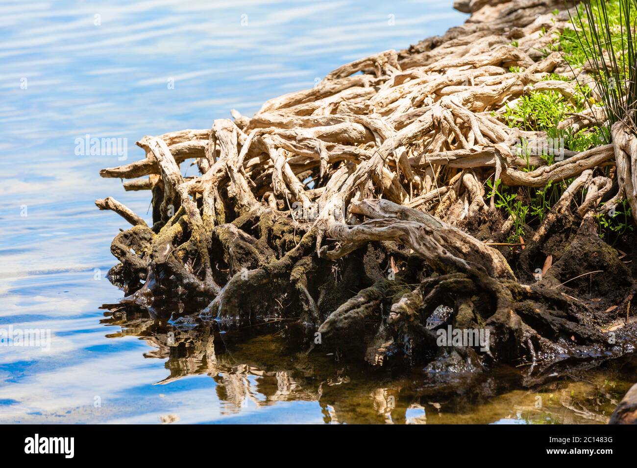 Nahaufnahme der Komplexität der freigelegten verworrenen Baumwurzeln am Flussufer, Stockfoto