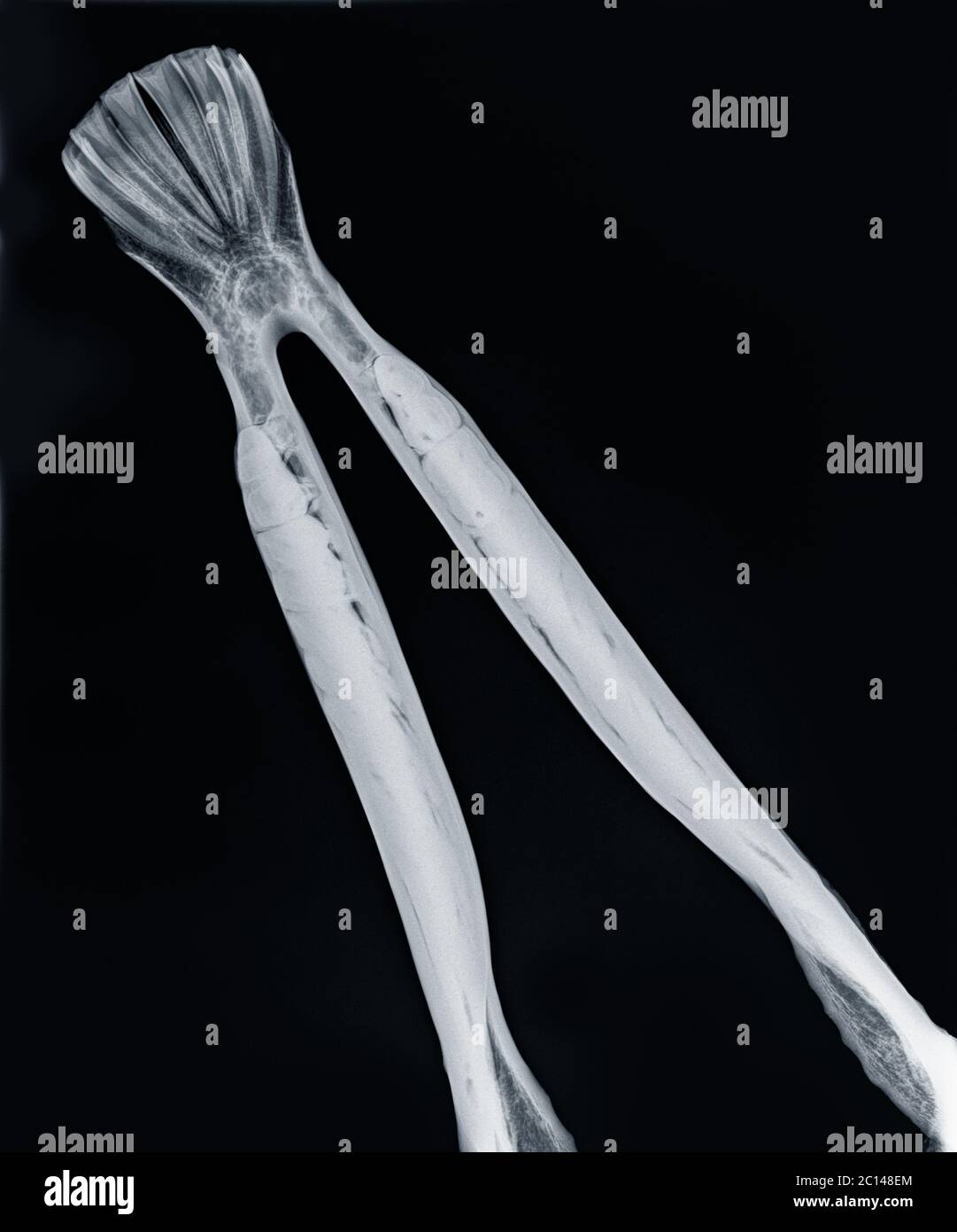 Röntgenaufnahme des Unterkiefers eines Pferdes, dorso-ventrale Ansicht in blau. Isoliert in schwarz Stockfoto