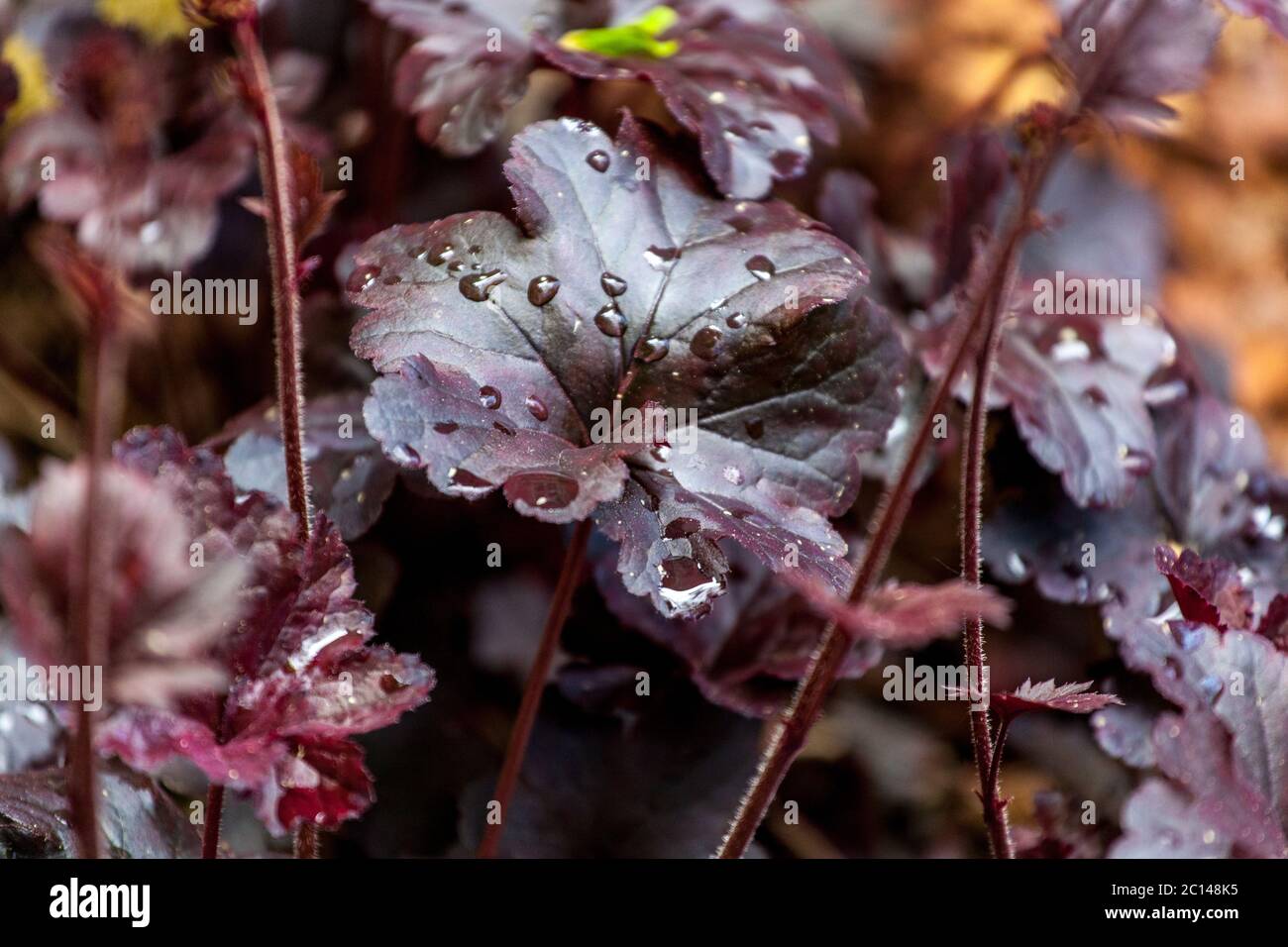 Heuchera Black Beauty, Coral Glocken Tropfen auf Blatt Stockfoto