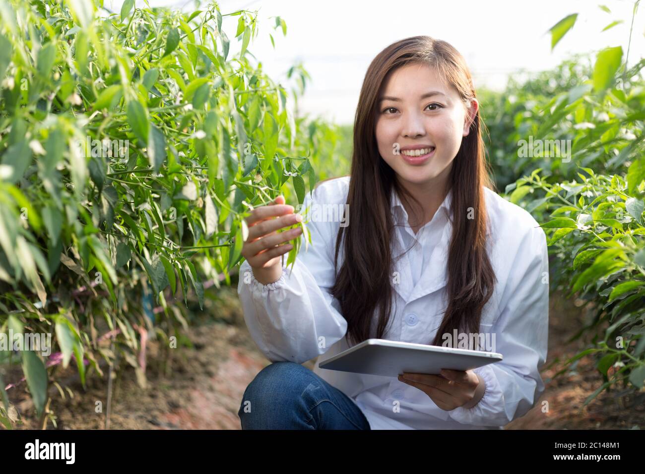 Junge asiatische Frau arbeitet im grünen Haus Stockfoto