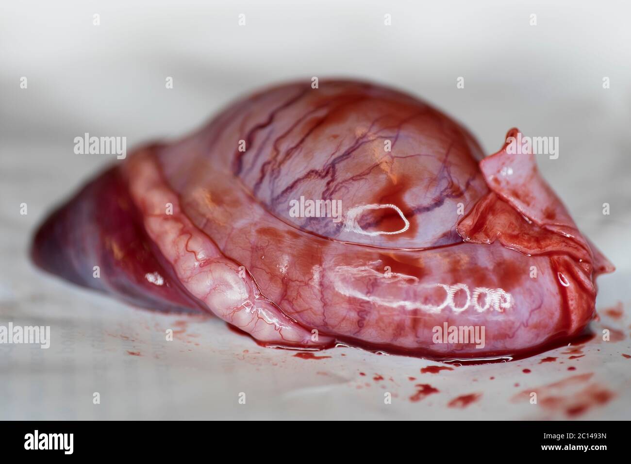 Nahaufnahme eines Hoden und Nebenhoden nach Kastration eines Hundes mit Fokus auf der Oberfläche des Hodens Stockfoto