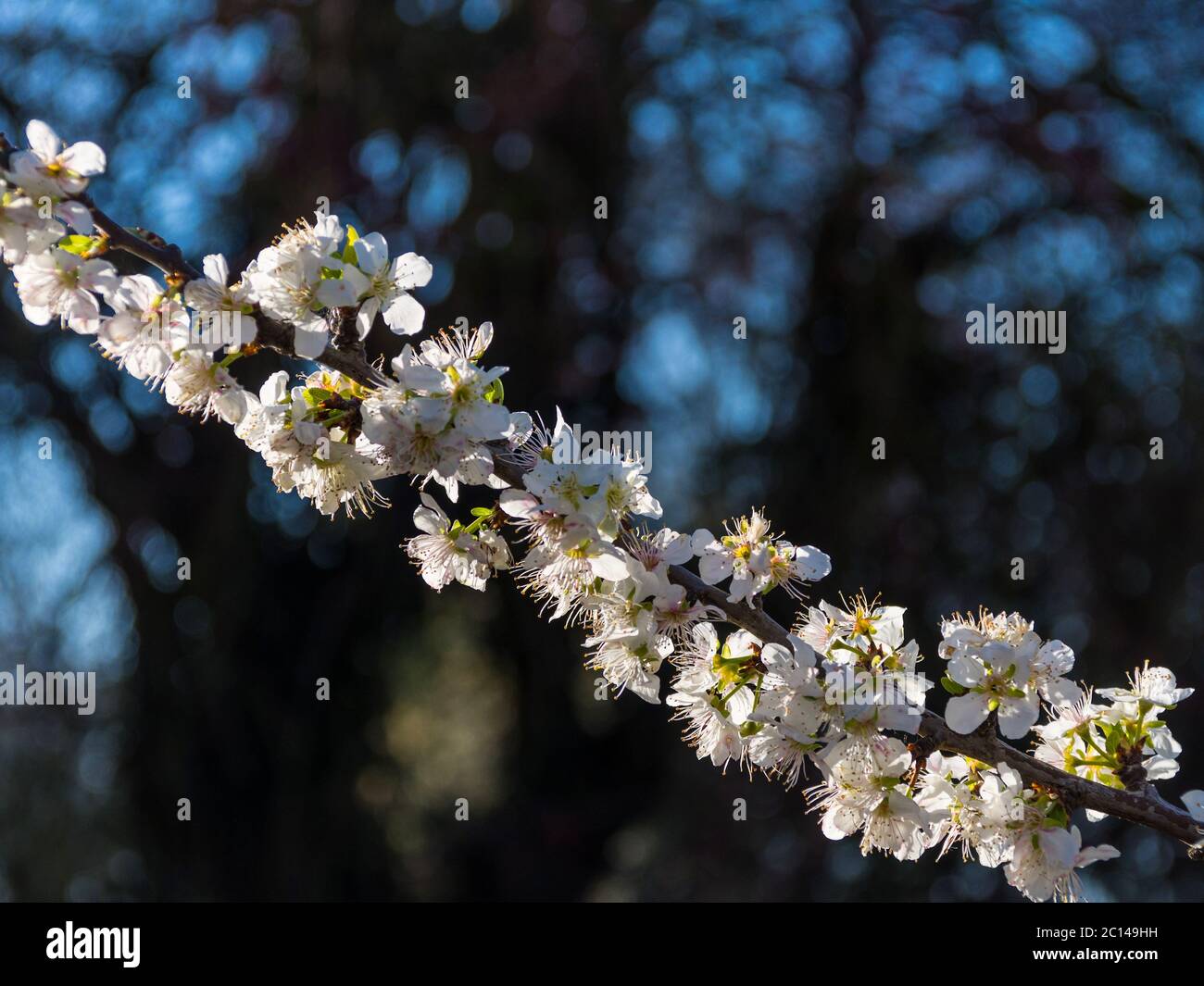 Zweig voller Pflaumenblüte. Stockfoto