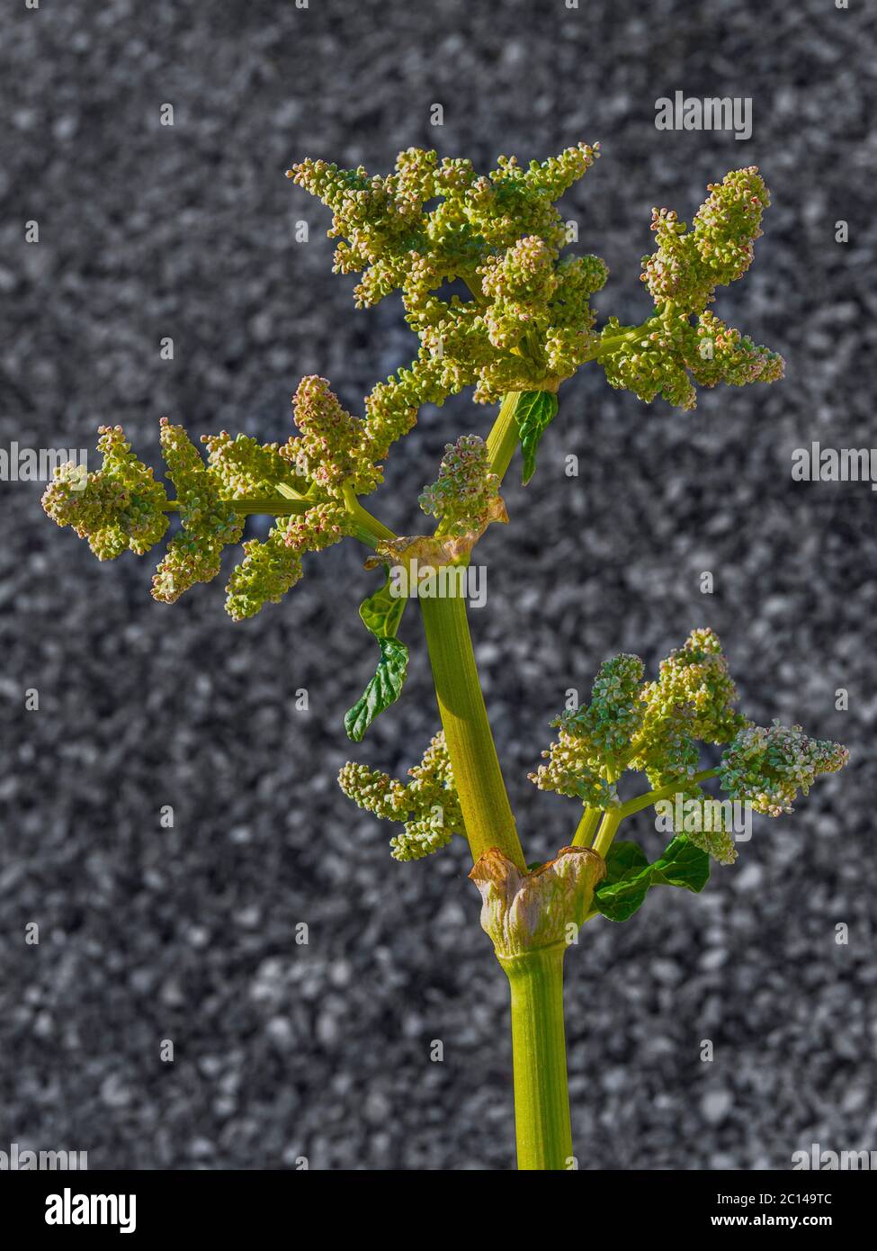 Rhabarberpflanze blüht und produziert Samen. Stockfoto