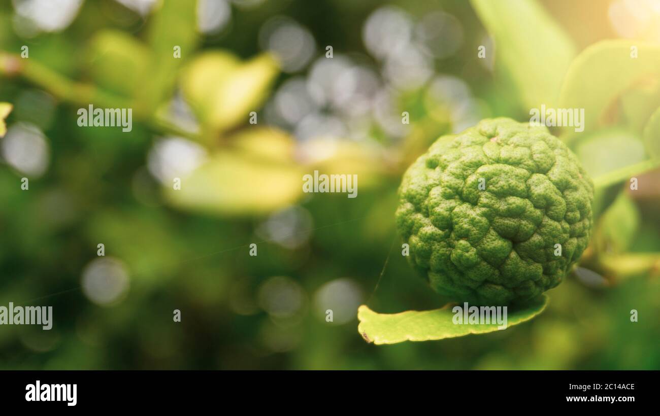 Kaffir Limette, eine der Früchte für die Gewürze, um die Küche mit sauren Geschmack zu ergänzen, gibt einen einzigartigen Geschmack Stockfoto