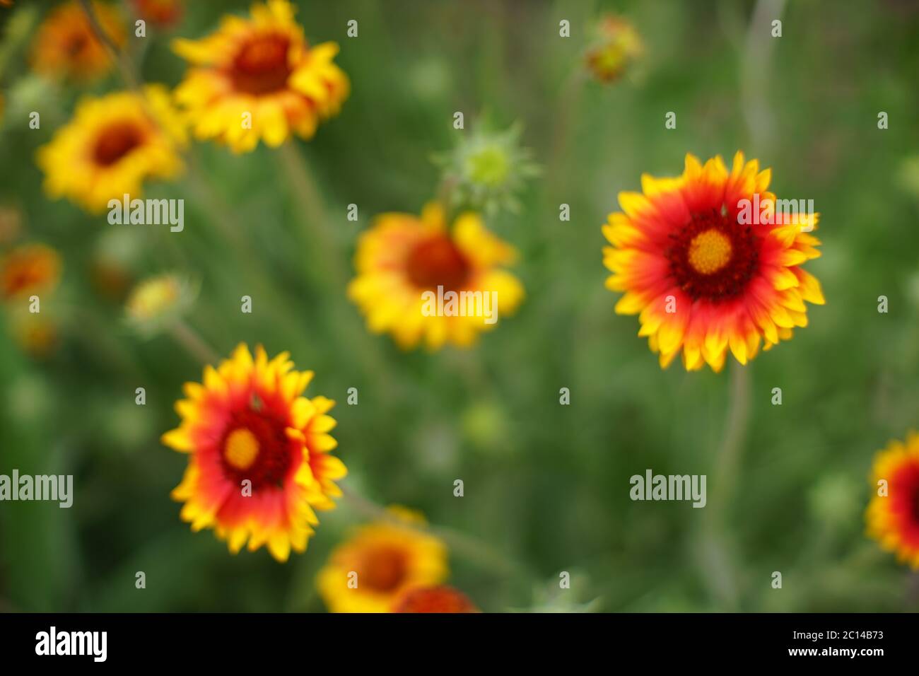 Gelb orange Blüten gaillardia wachsen im Sommer Tag, Nahaufnahme öffnen lebendige Knospen. Stockfoto