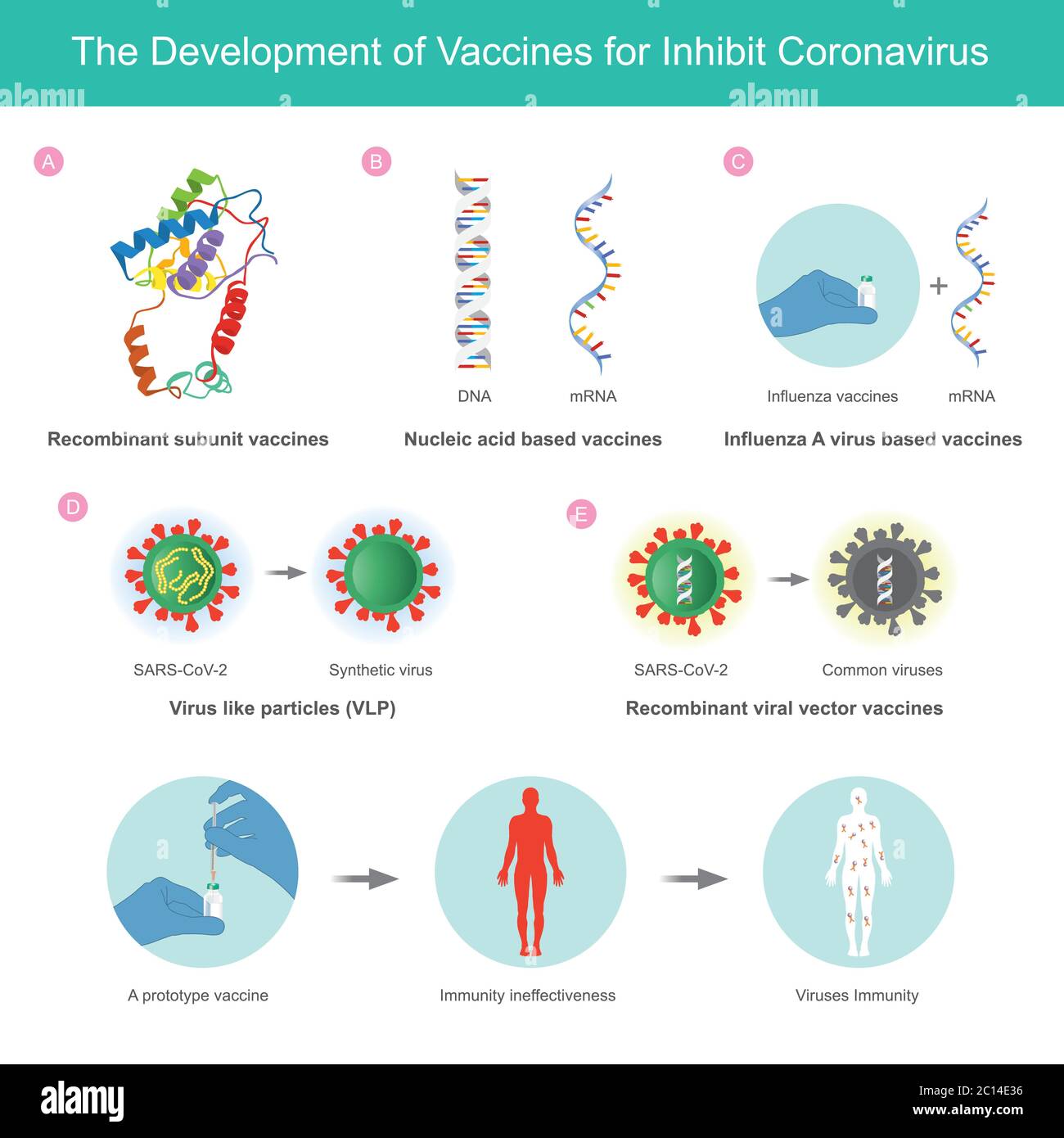 Die Entwicklung von Impfstoffen gegen das Coronavirus. Illustration erklären Sie den Impfstoff, der für inhibierte Coronaviren (SARS-CoV-2) durch die Anwendung der Methode im entwickelt wurde Stock Vektor