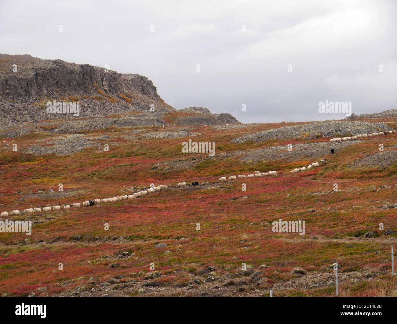 Herbstliche zeremonielle Viehfahrt von den Bergweiden in Island Stockfoto