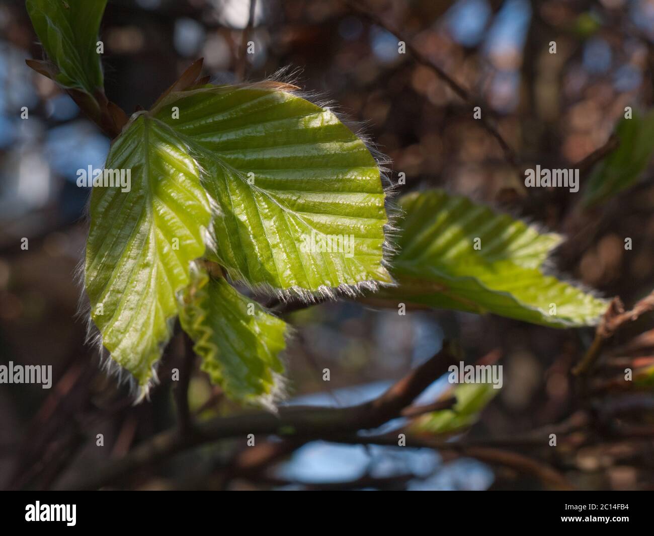 Nahaufnahme von frischen jungen grünen Buchenblättern mit samtigen Haaren an den Rändern. Sonnenlicht spielt auf den Blättern der Buche Stockfoto