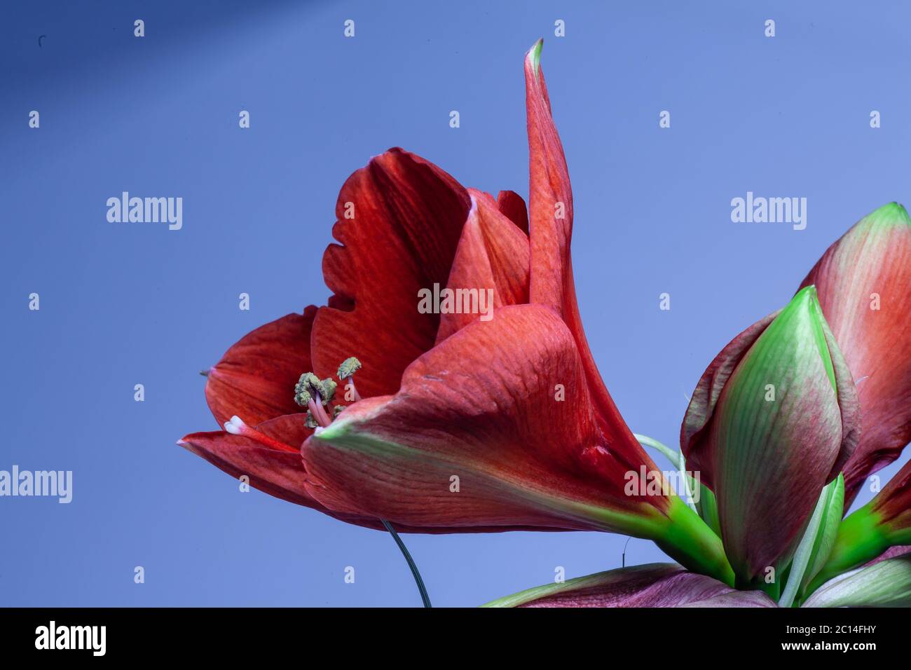 Nahaufnahme einer blühenden roten Amaryllis Blume Stockfoto