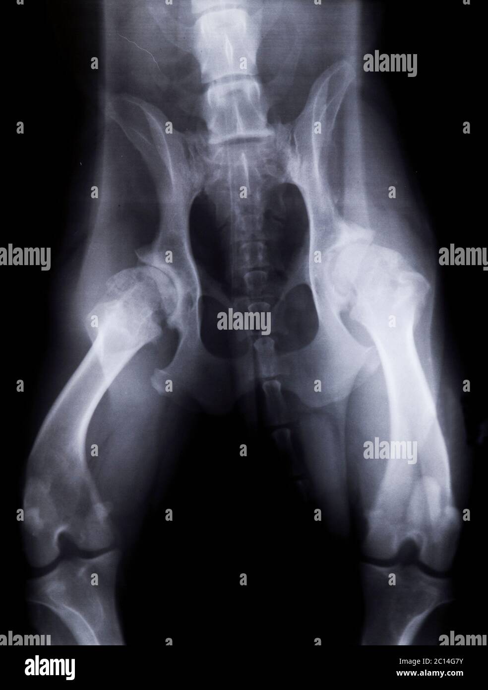 Röntgenaufnahme eines Hundes mit schwerer Hüftdysplasie Stockfoto