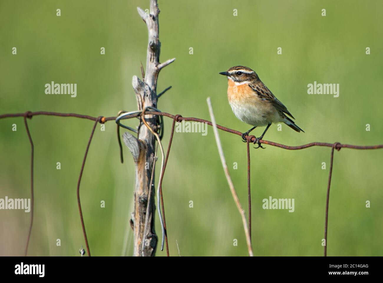 Whinchat - Saxicola rubetra, schöner farbiger Barschvogel aus europäischen Wiesen und Wiesen, Insel Pag, Kroatien. Stockfoto