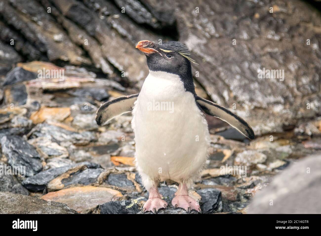 Rockhopper Pinguin posiert für ein Porträt. Stockfoto
