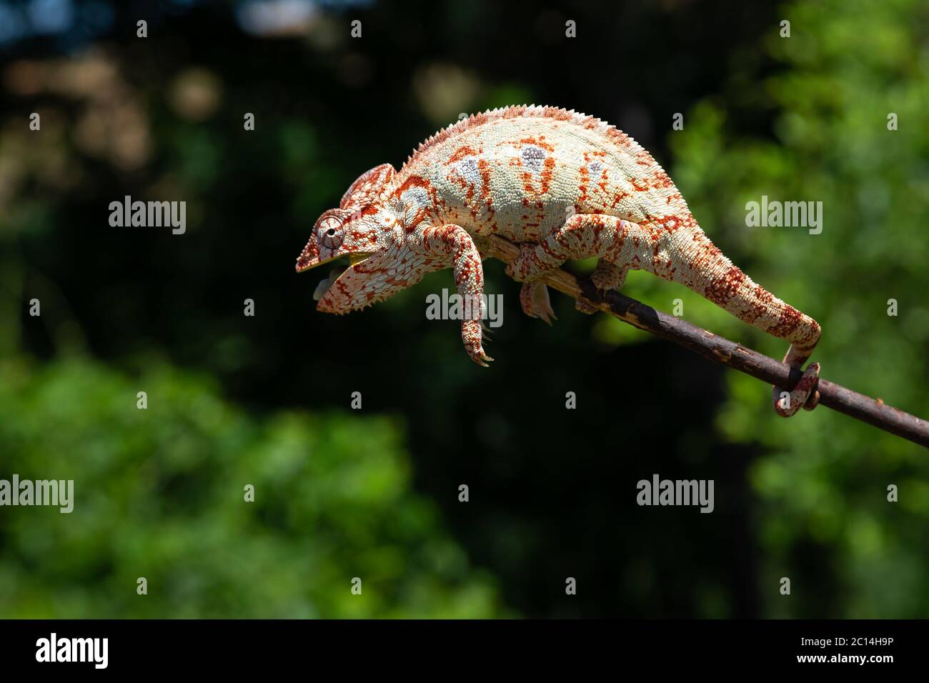 Ein buntes Chamäleon auf einem Ast eines Baumes Stockfoto