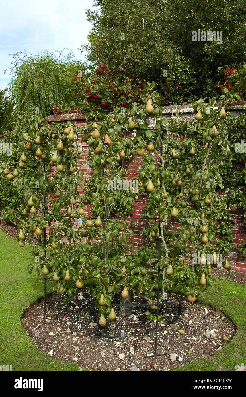 Birne (Pyrus communis) 'Concorde'. Vergleichsweise neue Sorte aus der East Malling Research Station. Aus 'Conference' und 'Doyenne du Comice'. Stockfoto