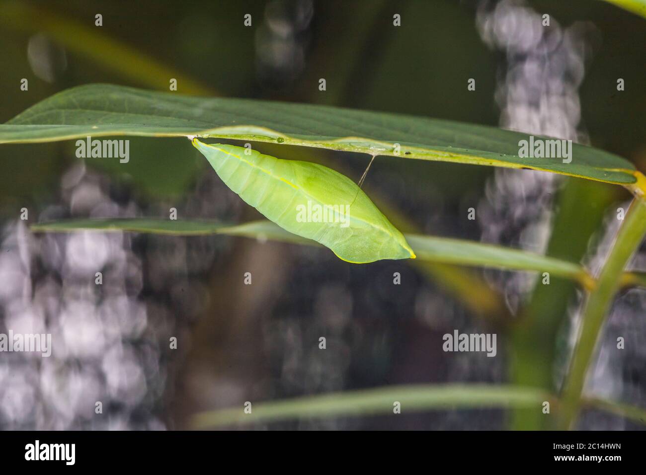 Puppe oder Chrysalis eines Gemeinen Emigrant oder Zitronenemigrant Schmetterlings, Catopsilia pomona Stockfoto