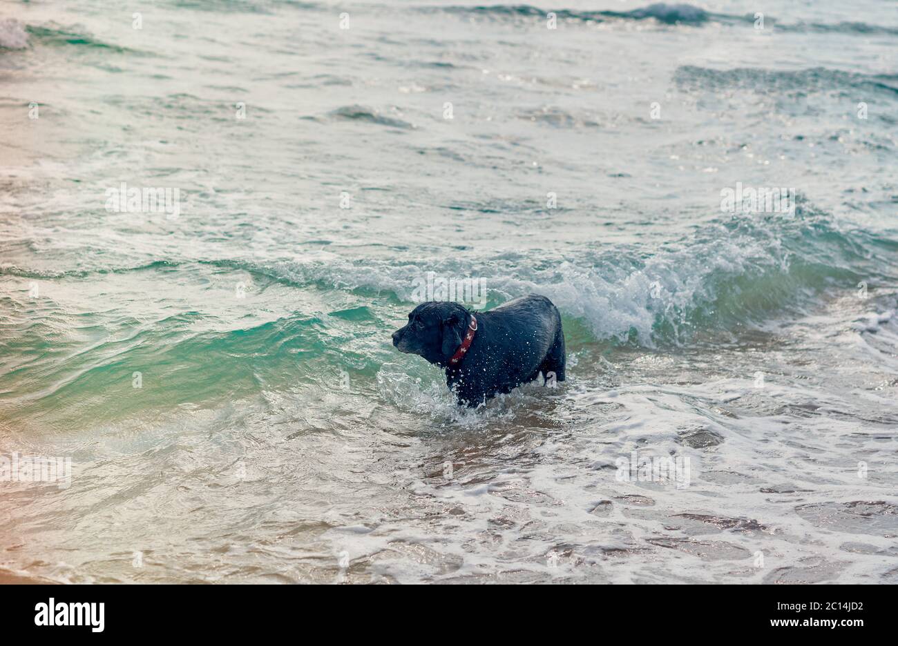 Schwarzer Hund schwimmend im Meer Stockfoto