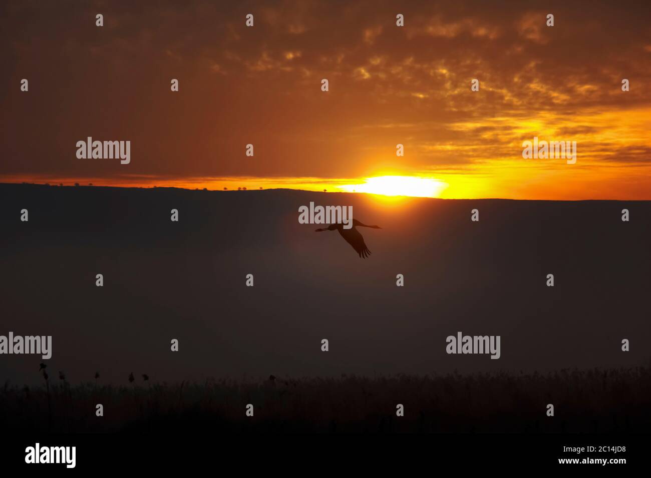 Gewöhnlicher Kran (Grus grus) auf einem goldenen Sonnenuntergang silhouetted. Große Zugkrane Arten, die in feuchten Wiesen und Sumpfland lebt. Es hat eine Spannweite von Stockfoto