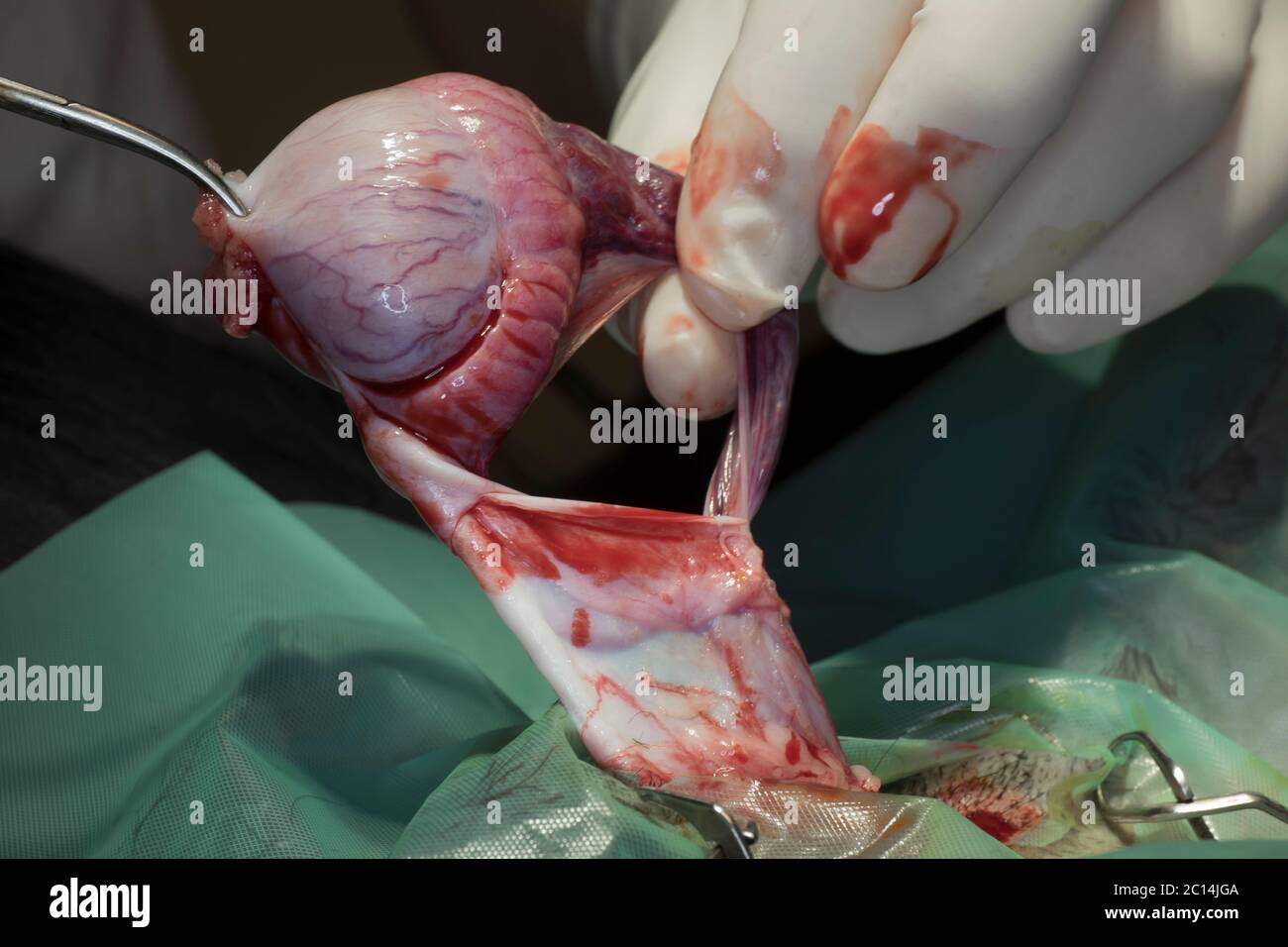 Nahaufnahme eines Hoden während der Kastration eines Hundes durch einen Tierarzt mit Fokus auf Hoden. Mit Samenschnur und Blutgefäßen Stockfoto