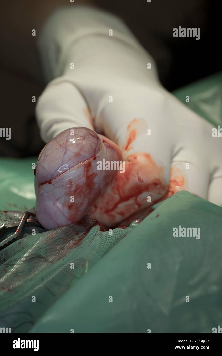 Nahaufnahme eines Hoden, der während der Kastration eines Hundes von einem Tierarzt mit Fokus auf Hoden aus der Tunica vaginalis herausgepresst wird Stockfoto