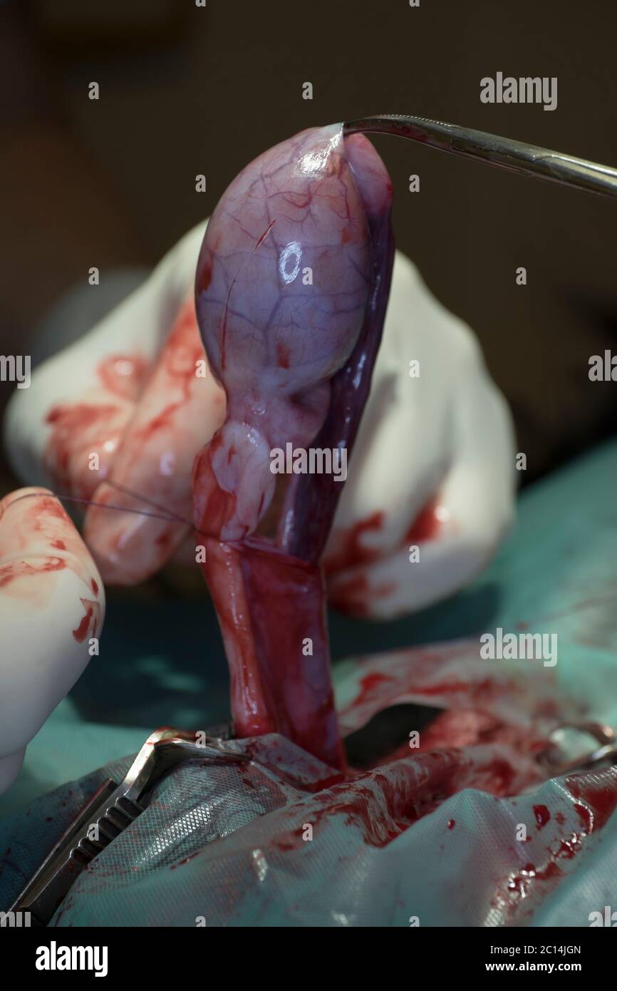 Nahaufnahme eines Hoden während der Kastration eines Hundes durch einen Tierarzt mit Fokus auf Hoden Stockfoto