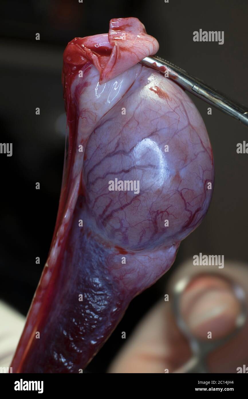 Nahaufnahme eines Hoden während der Kastration eines Hundes durch einen Tierarzt mit Fokus auf Hoden Stockfoto