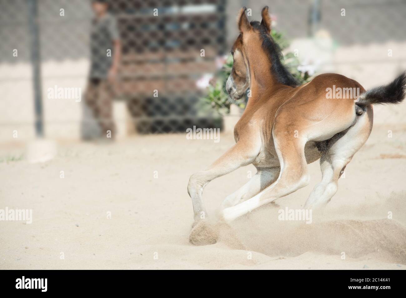 Laufen und spielen Marwari Kastanien Colt im Fahrerlager. Indien Stockfoto