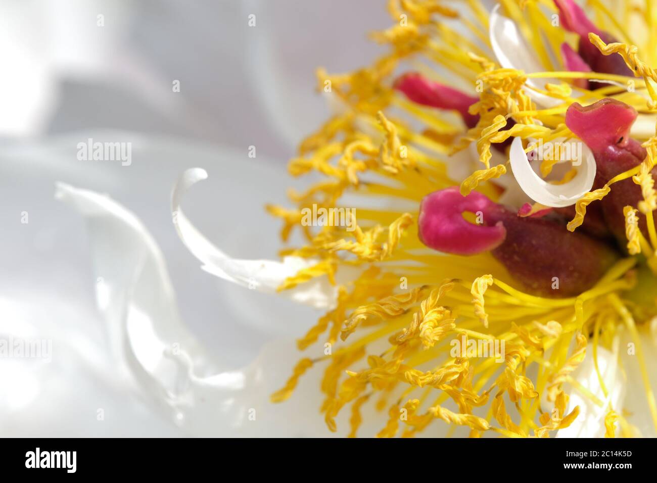 Weißes Pfingstrosen-Blütenmakro Stockfoto