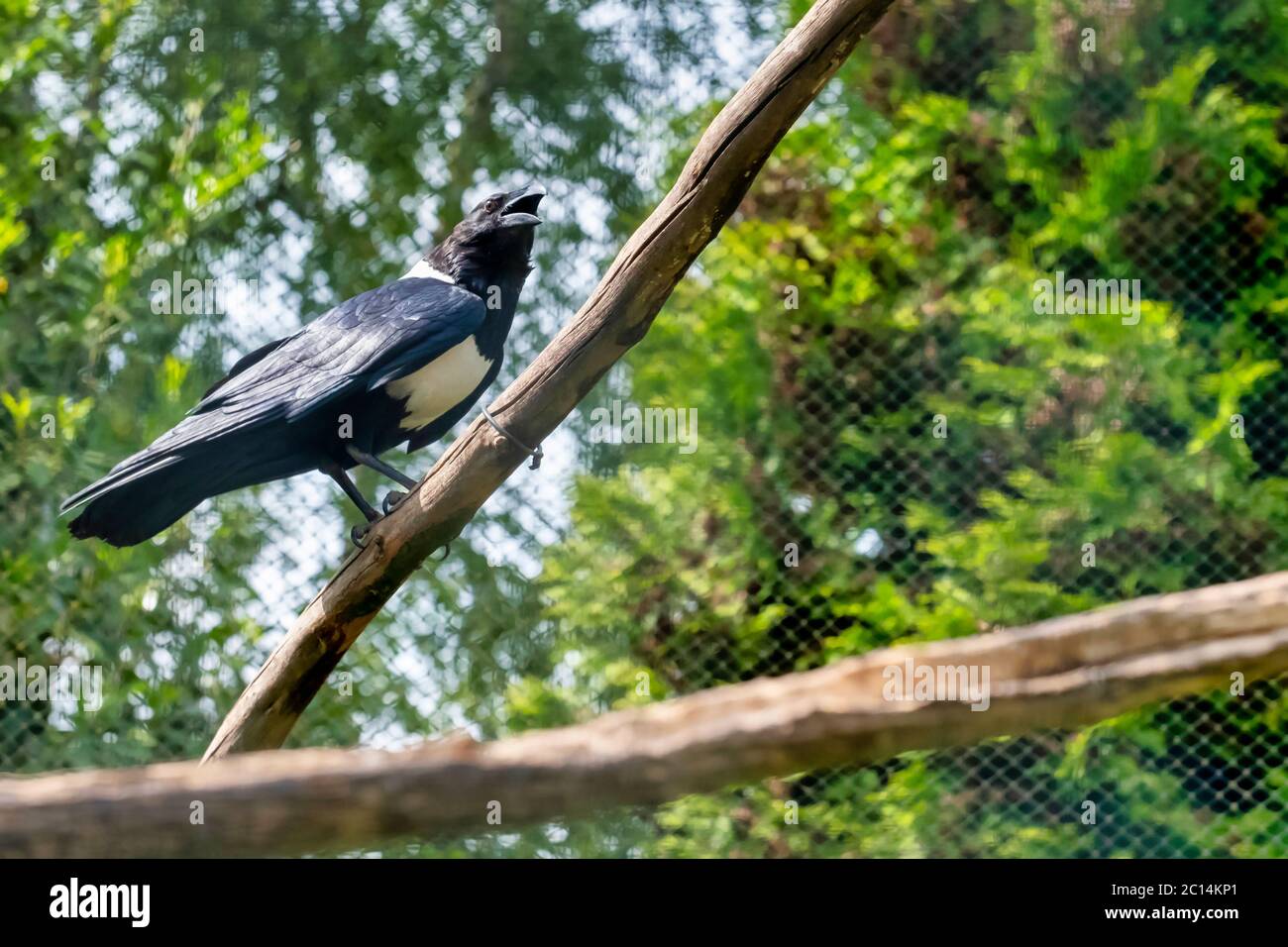 Pied Crow, Corvus albus, steht auf einem Ast. Seitenansicht des erwachsenen Vogels vor natürlichem Hintergrund. Stockfoto
