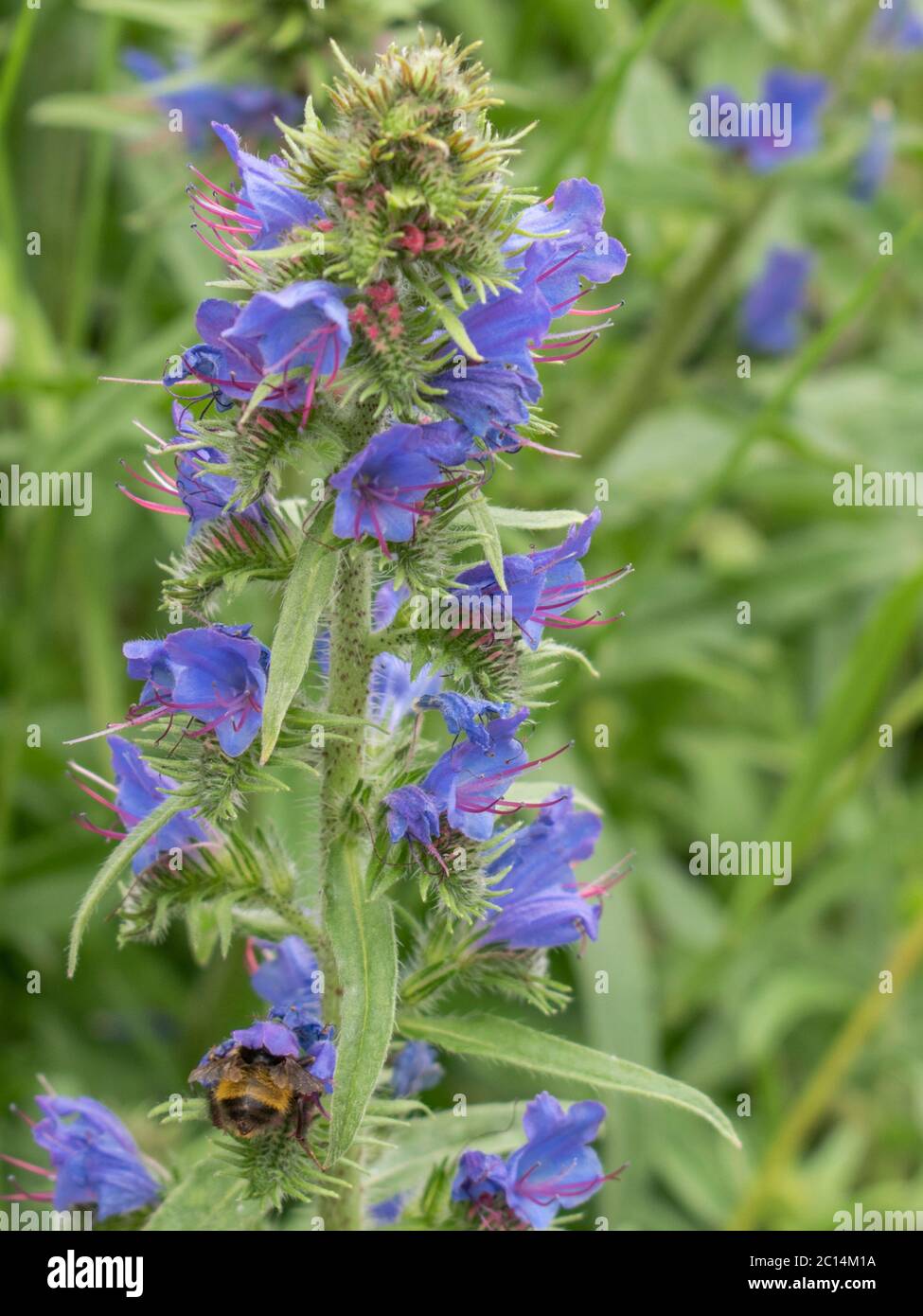 Blühender Blaubeer, Echium vulgare Stockfoto
