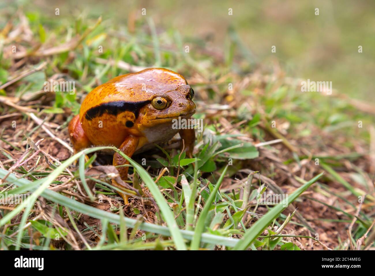 Ein großer oranger Frosch sitzt im Gras Stockfoto