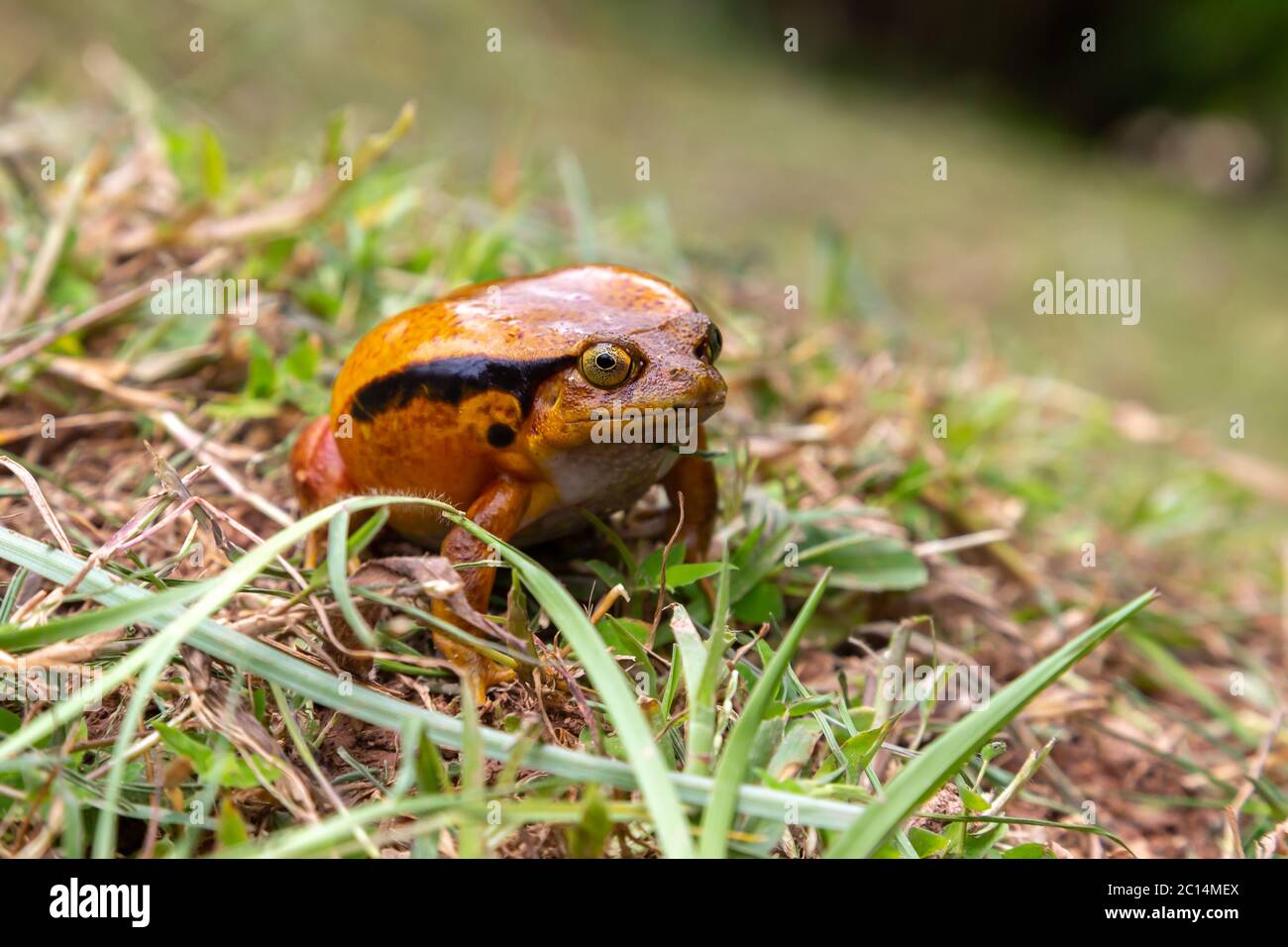 Ein großer oranger Frosch sitzt im Gras Stockfoto