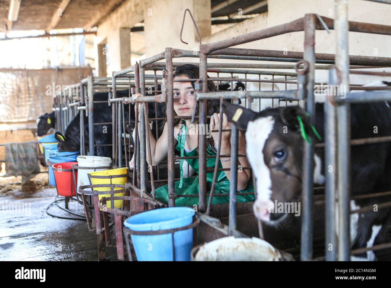Junge Teenager Tierrechtsprotenor in einem Käfig mit den Kälbern auf einem Milchviehbetrieb eingesperrt Stockfoto