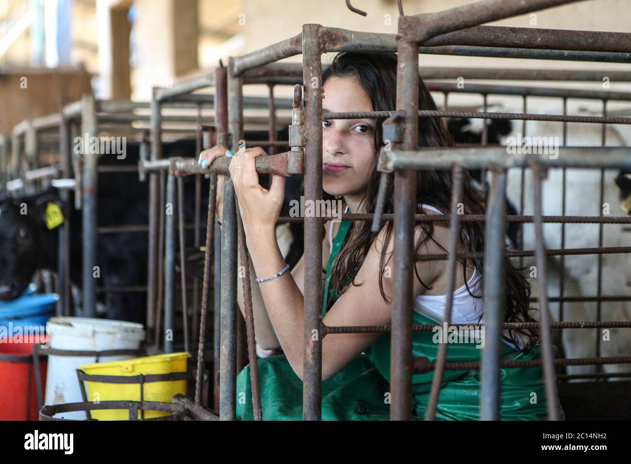 Junge Teenager Tierrechtsprotenor in einem Käfig mit den Kälbern auf einem Milchviehbetrieb eingesperrt Stockfoto