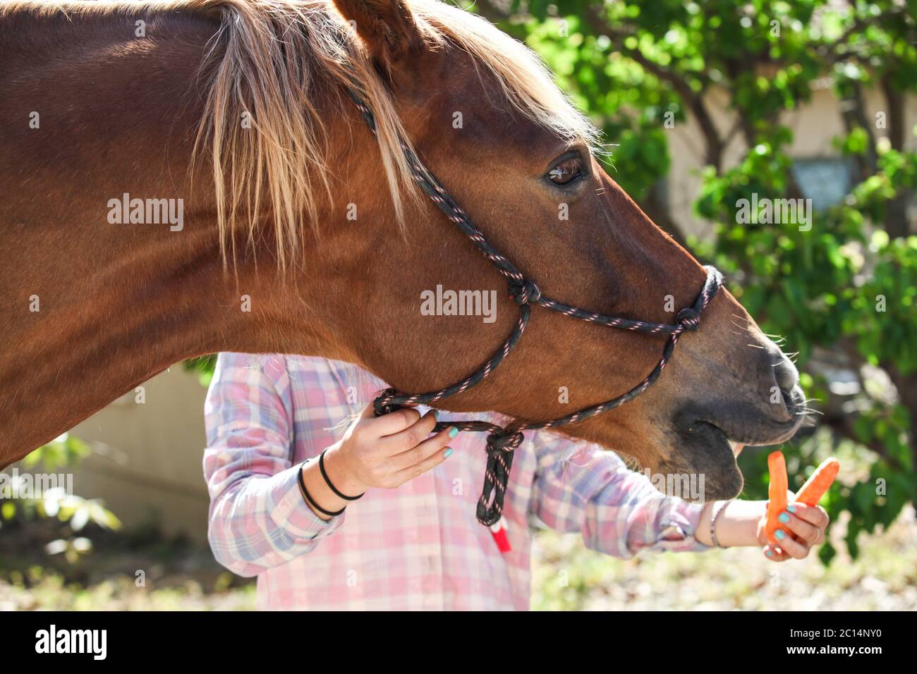 Teen füttert ihr Pferd eine Karotte Stockfoto