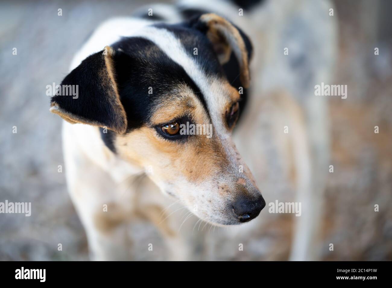 Ein Porträt eines Straßenhundes mit traurigen Augen Stockfoto