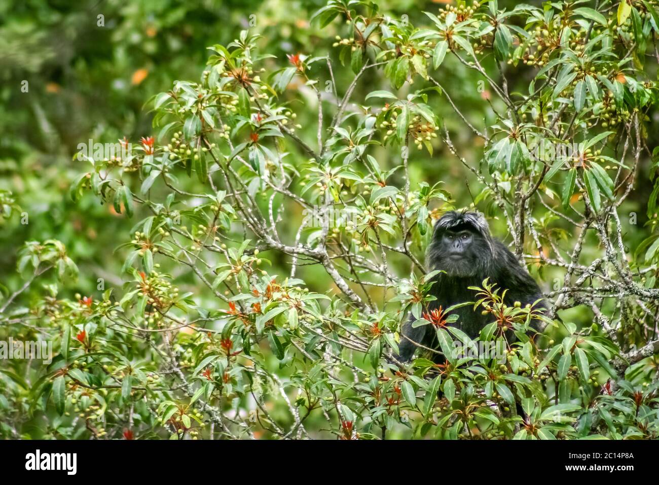 Schwarz langur Affe Stockfoto