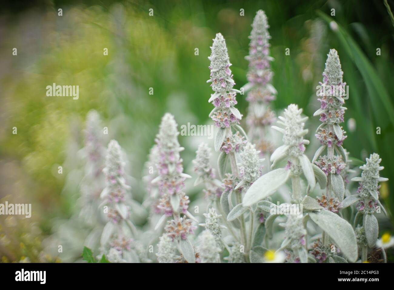 Stachys byzantina 'Silver Carpet' Lamb's Ohrenblüten Stockfoto